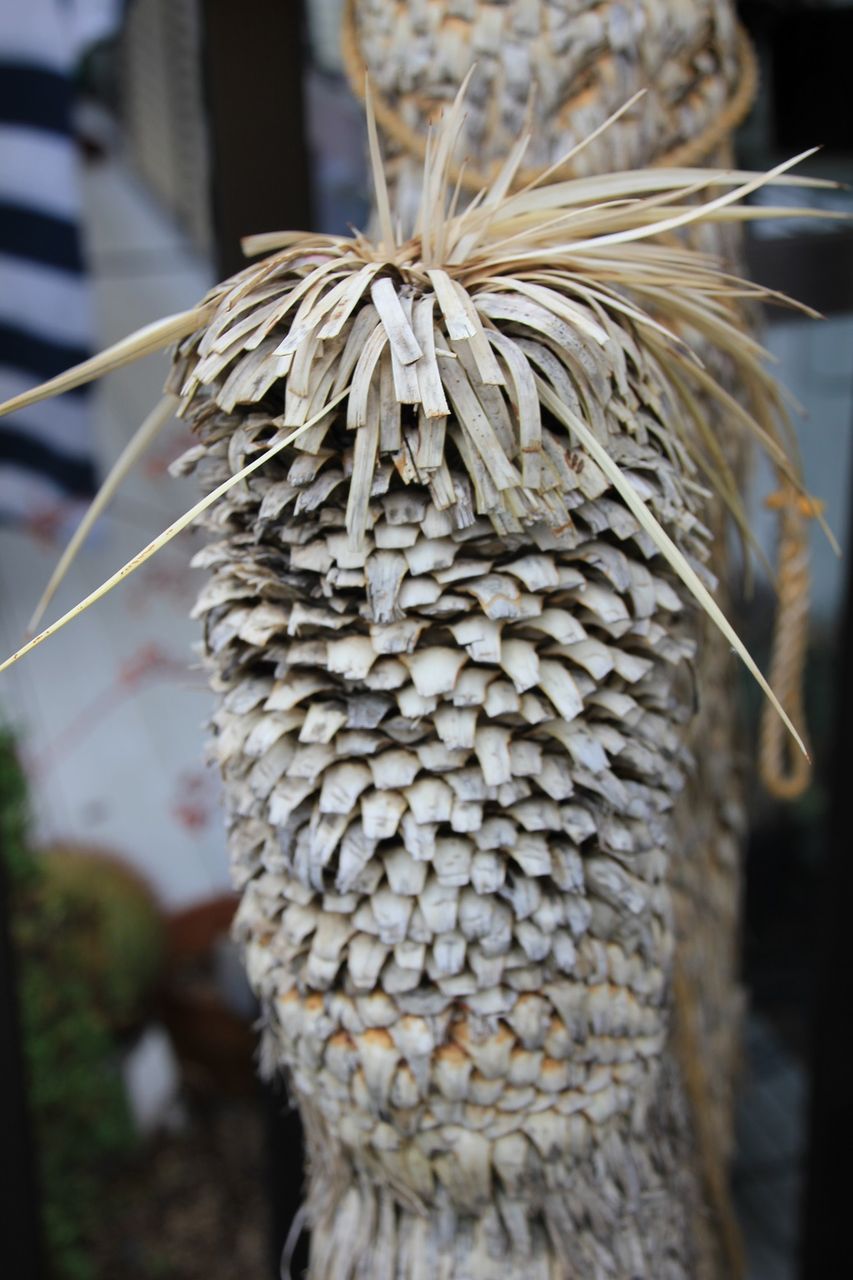 ユッカ・ロストラータ（Yucca rostrata)栽培3年目に思う事