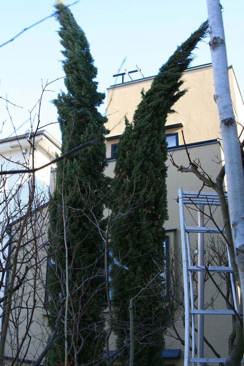 コニファー イタリアンサイプレス Cupressus Sempervirens 剪定 田中 哲のブログ コニファー イタリアンサイプレス Cupressus Sempervirens 剪定 田中 哲のブログ