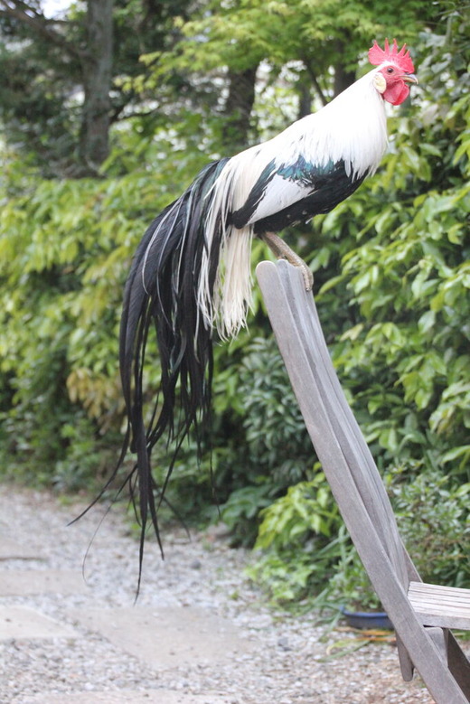 庭と鶏の暮らしを世田谷から、尾長鶏（ONAGADORI