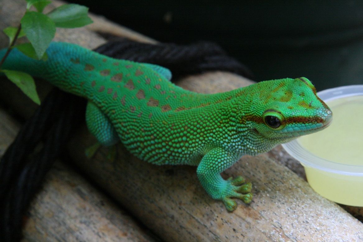 マダガスカルヒルヤモリ Phelsuma Madagascariensis Madagascariensis の繁殖 田中 哲のブログ マダガスカルヒルヤモリ Phelsuma Madagascariensis Madagascariensis の繁殖 田中 哲のブログ
