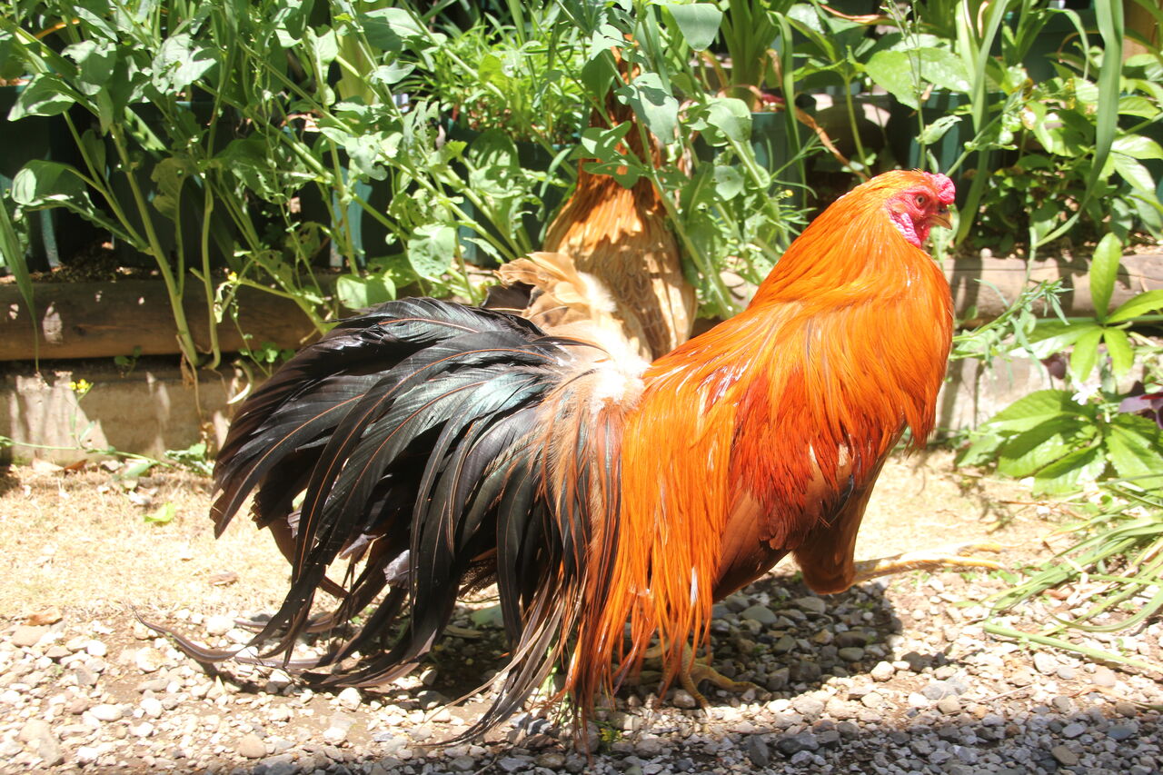 錦鶏高麗鶏 二羽 美しいディスプレイ用 月夜に輝く虹色の鶏」 油彩及びパステル,サイズ33cm x 23cm