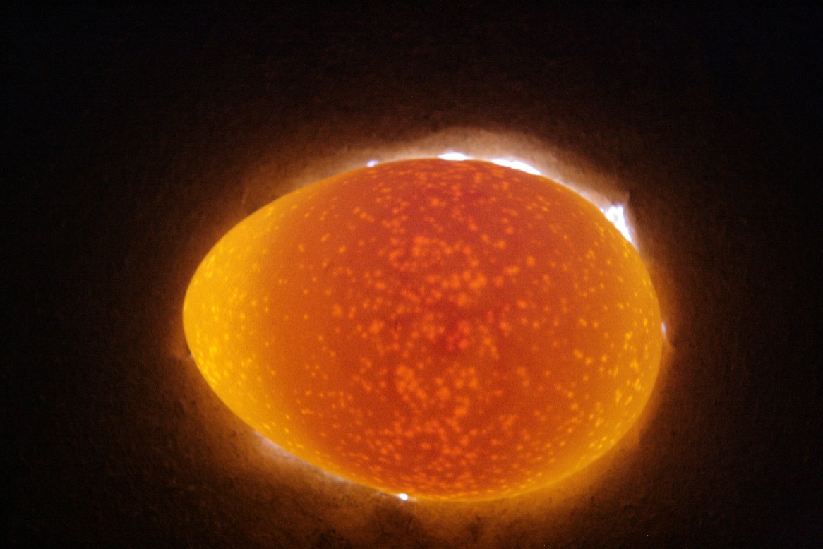 卵の生長 その１ 田中 哲のブログ