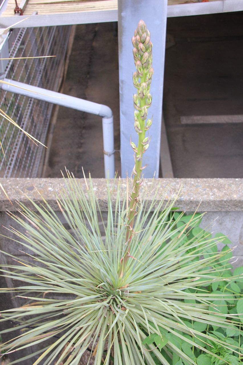 m*3様 【AL1057】ユッカ ロストラータ 頂上から4分頭（1頭は小さい芽