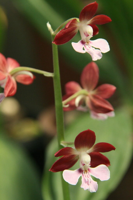 美しきエビネ（海老根、えびね蘭）達に惹かれて : 田中 哲のブログ