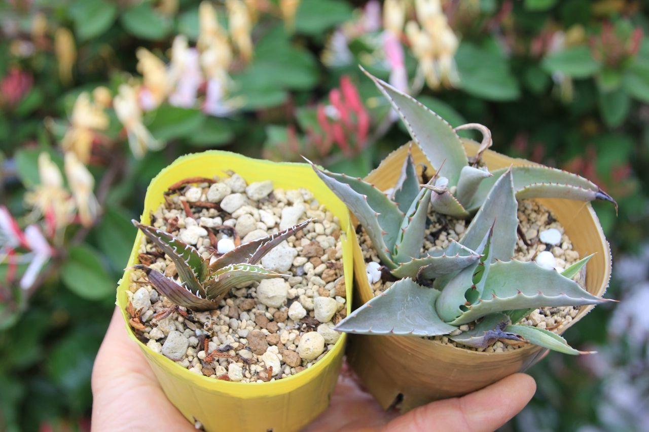 アガベ(Agave)類、栽培3年目に思う事(多肉、サボテン アガベ(Agave)類、栽培3年目に思う事(多肉、サボテン
