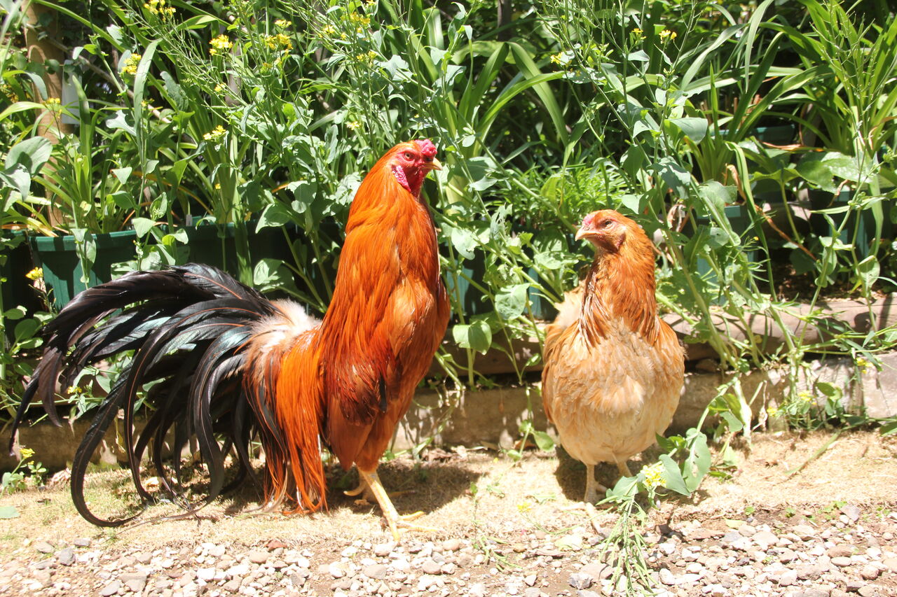 錦鶏高麗鶏 二羽 美しいディスプレイ用 コロナ禍の夜明けへ巨大な暁鶏 #この一枚｜【西日本新聞me】