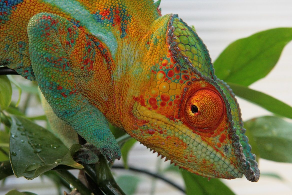 さよならマックス・・・・パンサーカメレオン(Furcifer pardalis