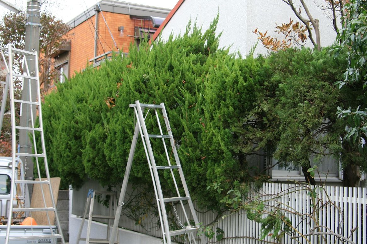 大きくなったカイズカイブキの生垣を小さくする 田中 哲のブログ