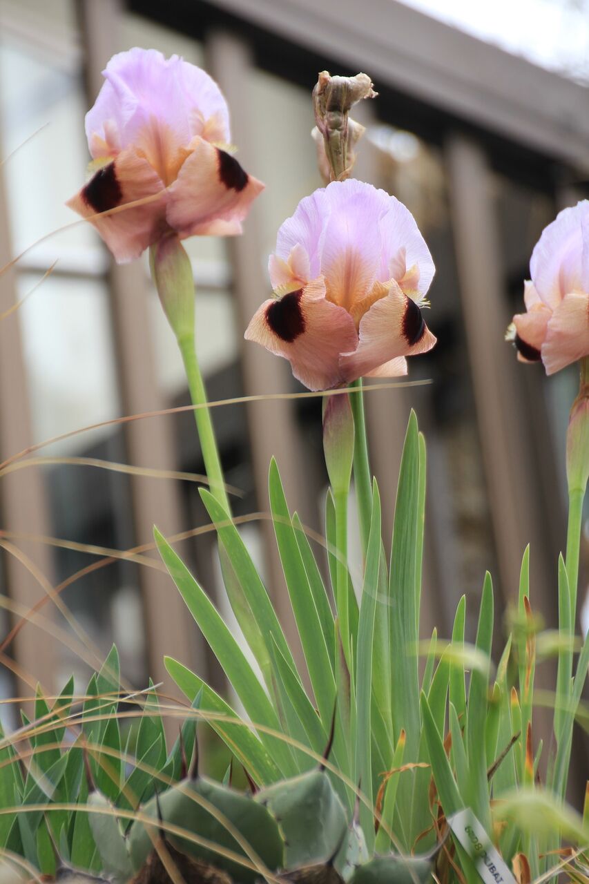 千差万別なジャーマンアイリスの花に惹かれる日々 田中 哲のブログ
