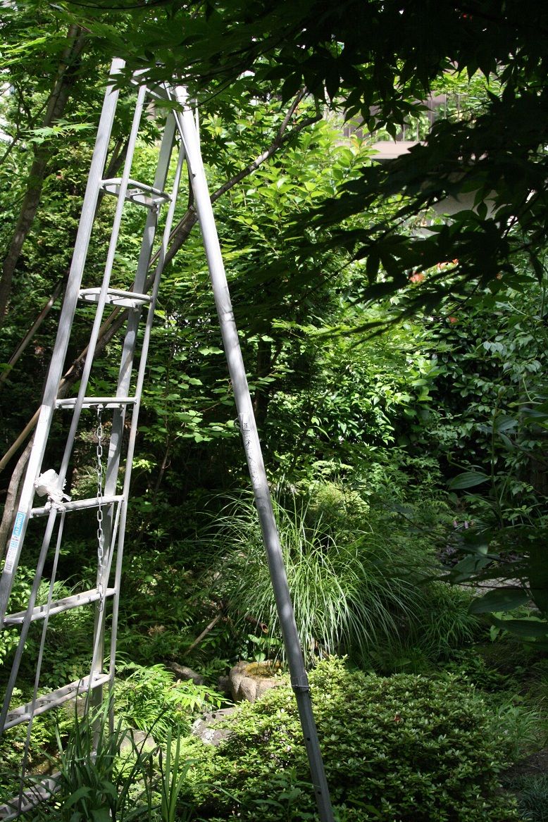 夏の剪定その２ モミジ 田中 哲のブログ