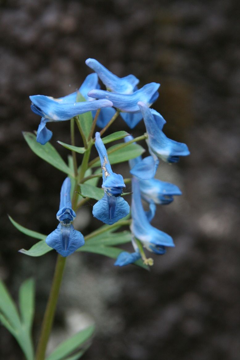 コリダリス ソリダ Corydalis Solida George Baker 田中 哲のブログ コリダリス ソリダ Corydalis Solida George Baker 田中 哲のブログ