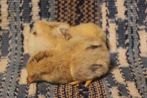 ��������ǯ������� (3)