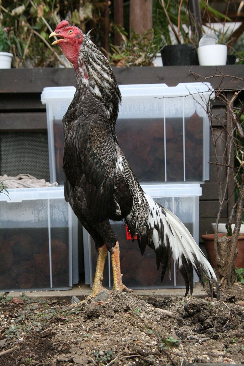 若冲の鶏に憧れて 田中 哲のブログ 若冲の鶏に憧れて 田中 哲のブログ