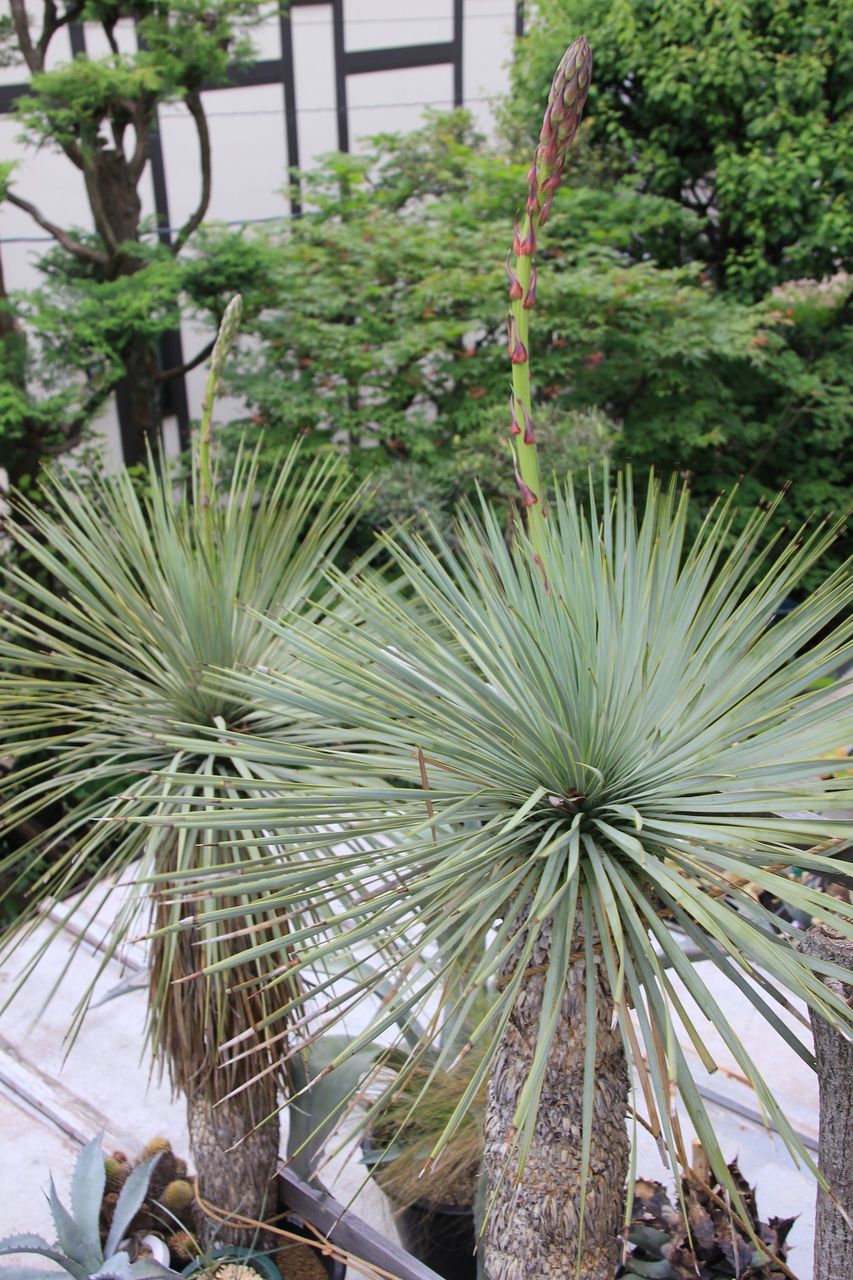 ユッカ・ロストラータ(Yucca rostrata)栽培3年目に思う事 ユッカ・ロストラータ(Yucca rostrata)栽培3年目に思う事