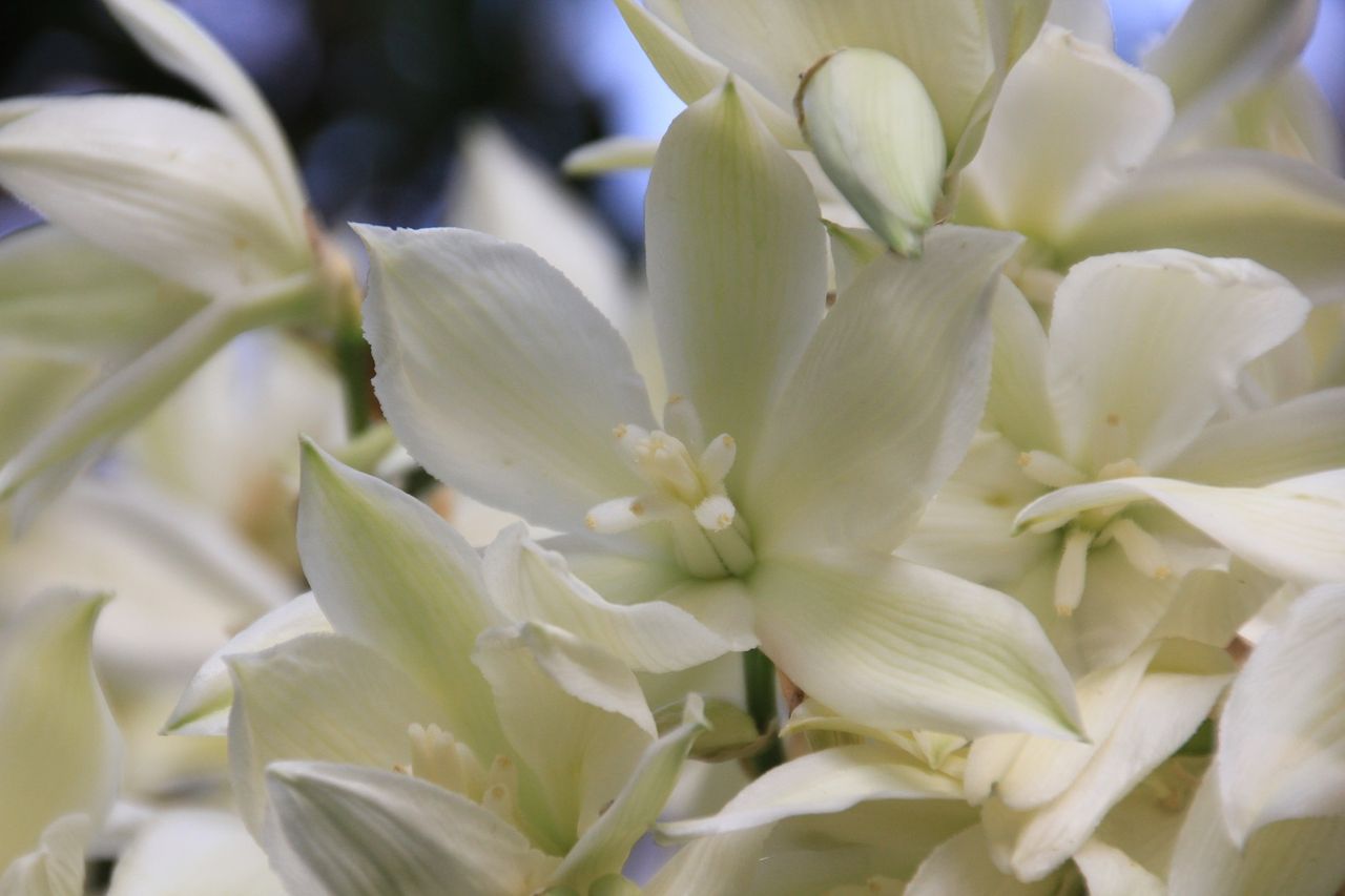 2018年5月、ユッカ・ロストラータ（Yucca rostrata)開花 : 田中 哲の