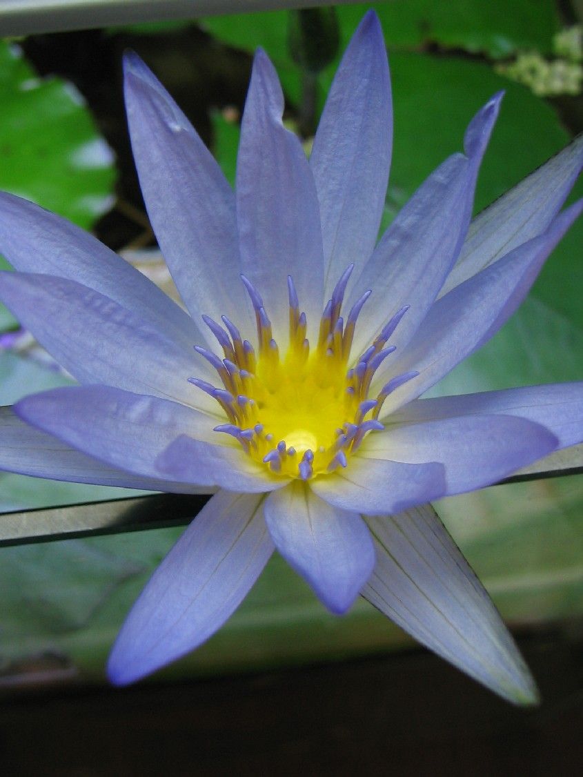 ラビットイヤーロータス開花 田中 哲のブログ