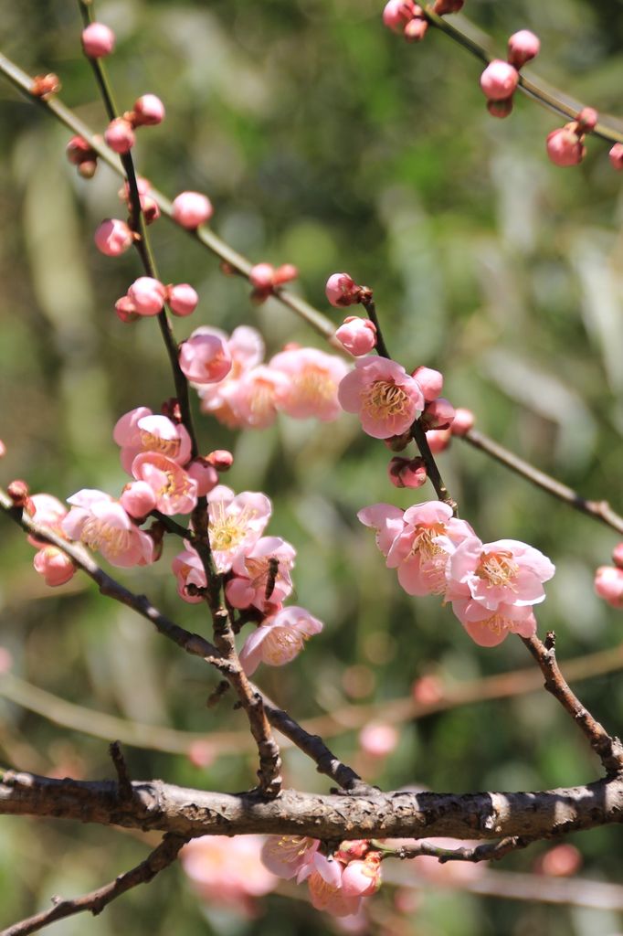 日本ガーデンデザイン専門学校の卒業式を終えて 田中 哲のブログ 日本ガーデンデザイン専門学校の卒業式を終えて 田中 哲のブログ