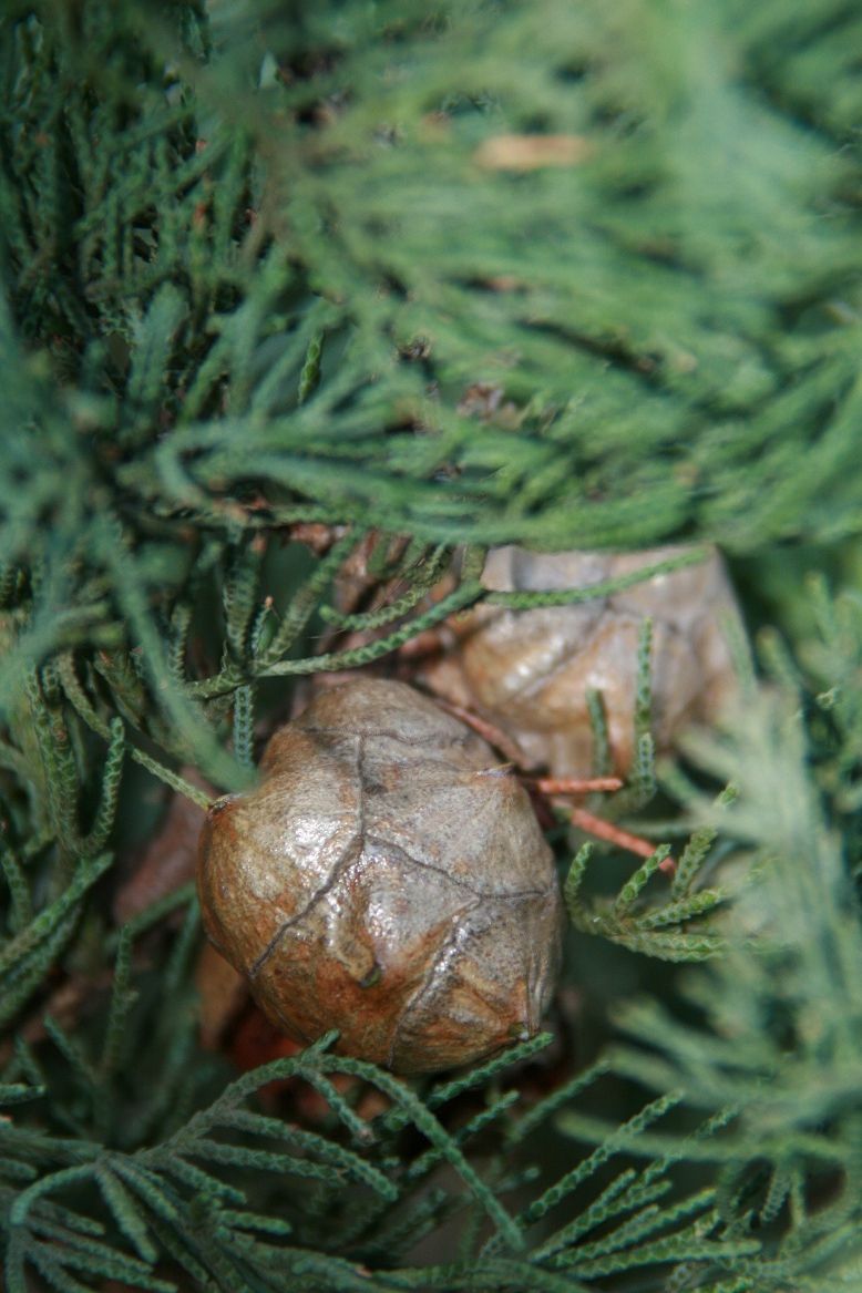 コニファー イタリアンサイプレス Cupressus Sempervirens 剪定 田中 哲のブログ コニファー イタリアンサイプレス Cupressus Sempervirens 剪定 田中 哲のブログ