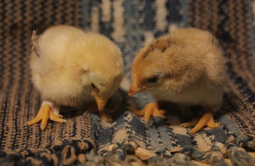 ��������ǯ�������