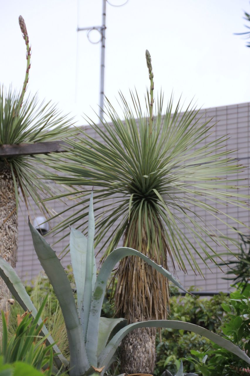 ユッカ・ロストラータ（Yucca rostrata)栽培３年目に思う事（多肉