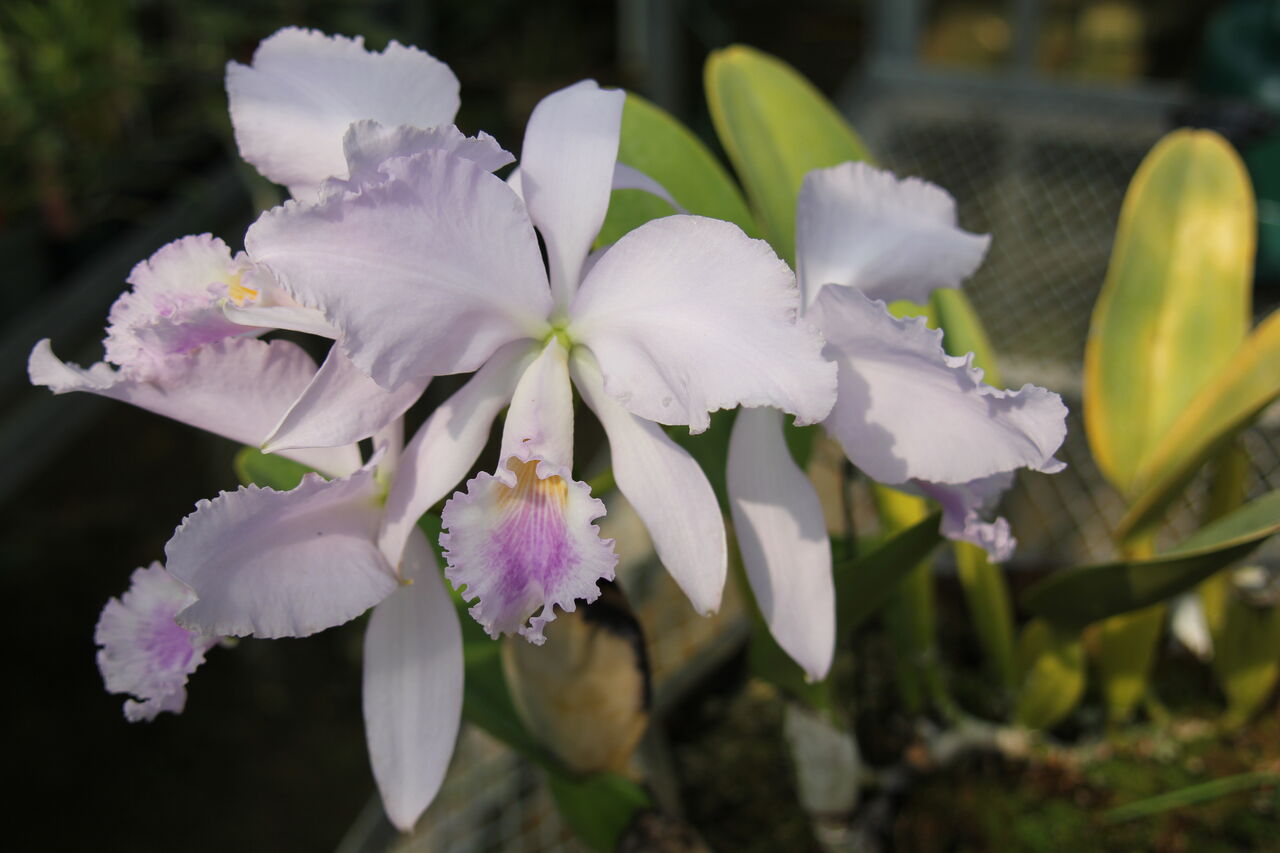 美しき原種カトレヤ、カトレヤ・トリアネー（Cattleya trianaei 