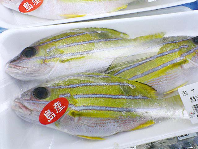 黄色い魚 あげーのしま 奄美