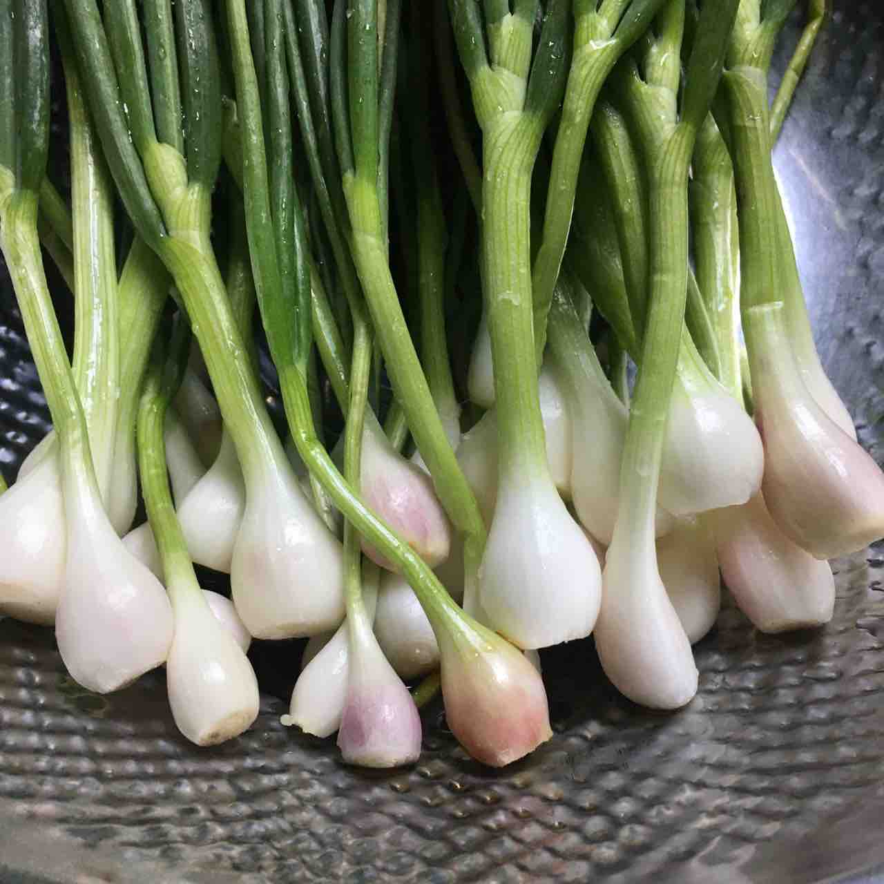 韓国家庭料理 ネギキムチを漬けたよ 파김치 만들기 ソウルのゲストハウス アジトゲストハウス 韓国家庭料理 ネギキムチを漬けたよ 파김치 만들기 ソウルのゲストハウス アジトゲストハウス