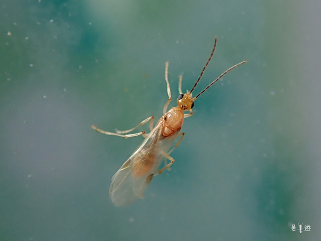 Brachyponera chinensis-male