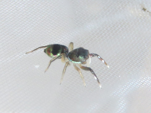 haetori