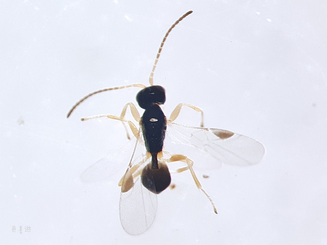 komayu-