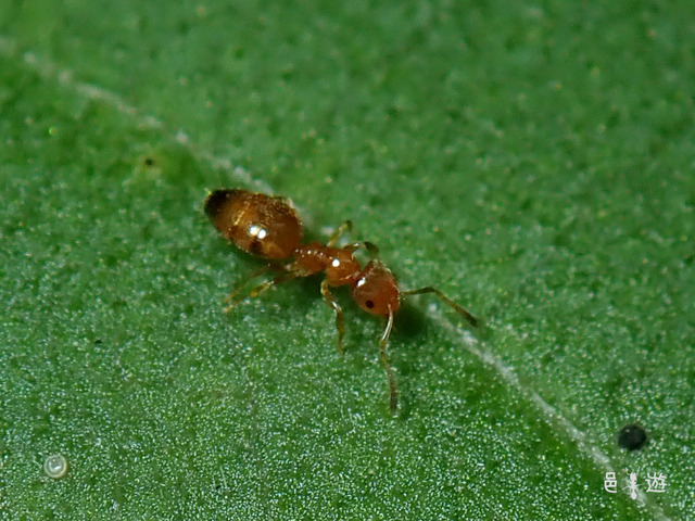 Plagiolepis flavescens