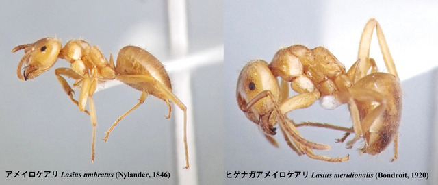 umbratus-meridionalis