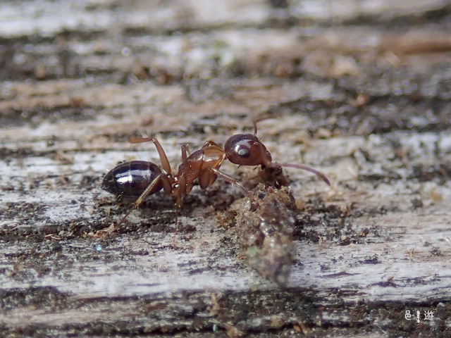 Camponotus vitiosus黄色い