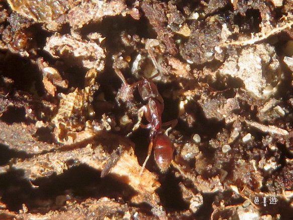 Hypoponera beppin