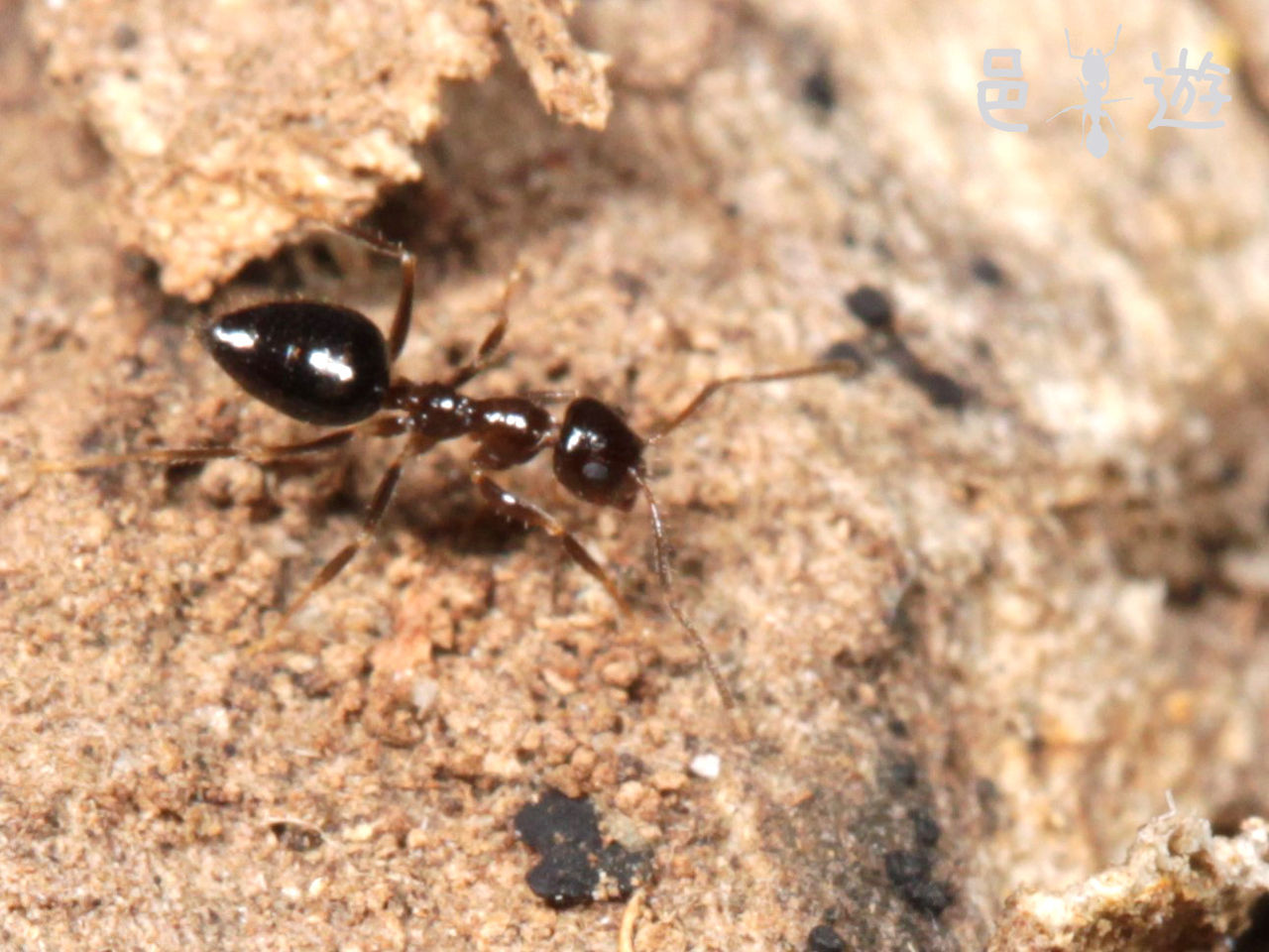 上目遣い 邑遊自適 好蟻性的俺