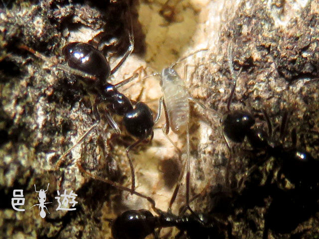 札幌小遠征 終 邑遊自適 好蟻性的俺