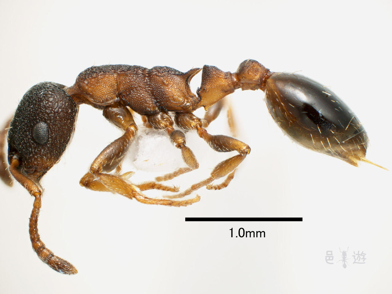 昆虫標本 未展脚標本 アフリカ産 タルサトゥスフトハリアリ 悪臭アリ 女王蟻 昆虫標本 未展脚標本 アフリカ産 タルサトゥスフトハリアリ 悪臭