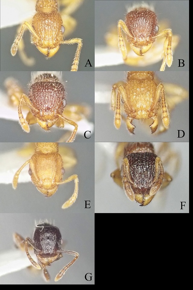Tetramorium_Japan2