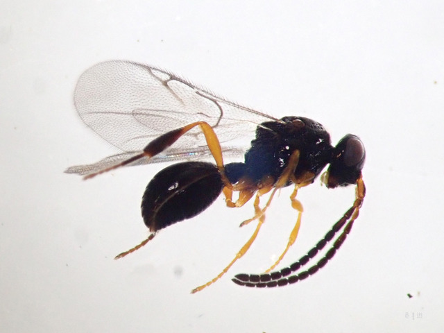 Ismarus