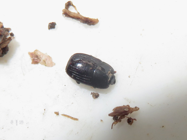 enmamuti