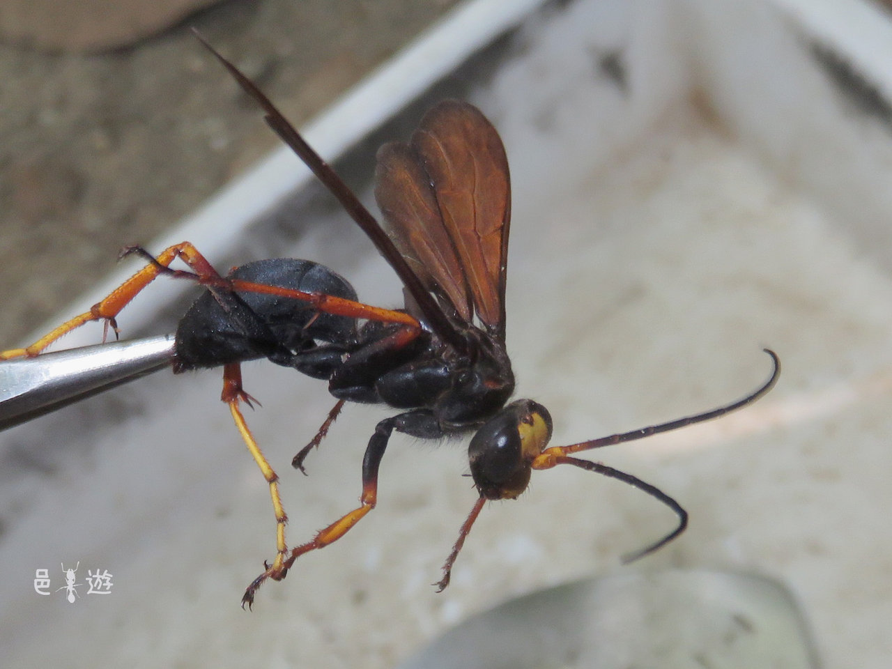 でかいベッコウ 邑遊自適 好蟻性的俺