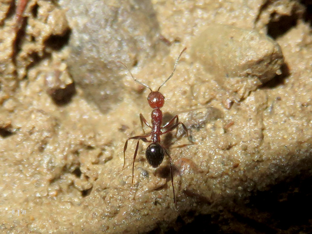 Aphaenogaster tipuna2