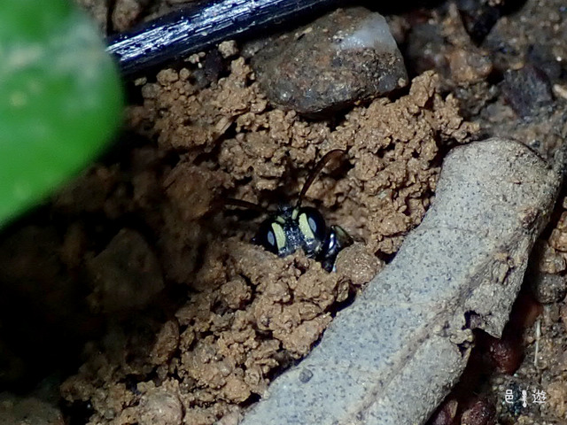 Cerceris sp.