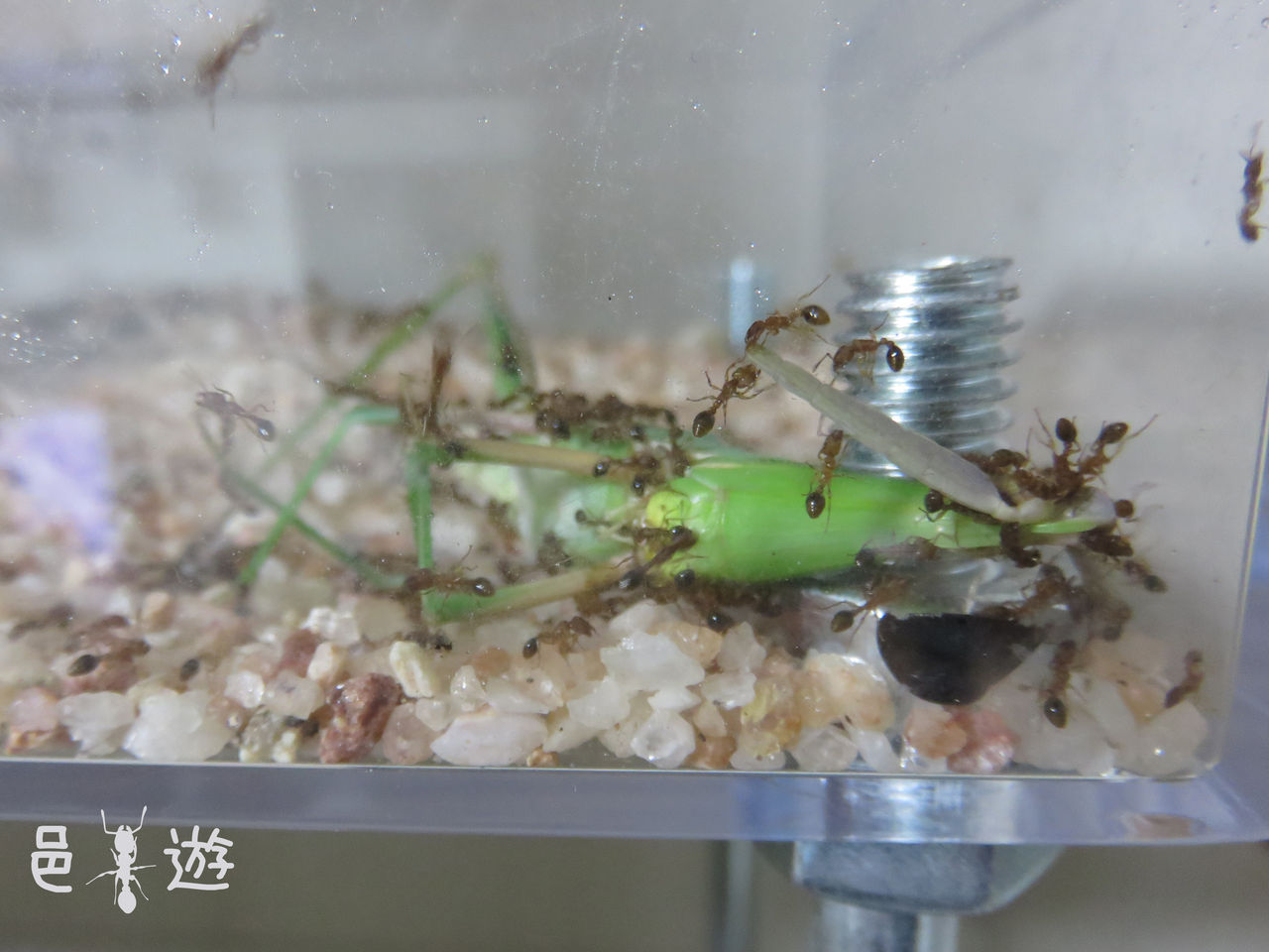 デカすぎる獲物 邑遊自適 好蟻性的俺 デカすぎる獲物 邑遊自適 好蟻性的俺