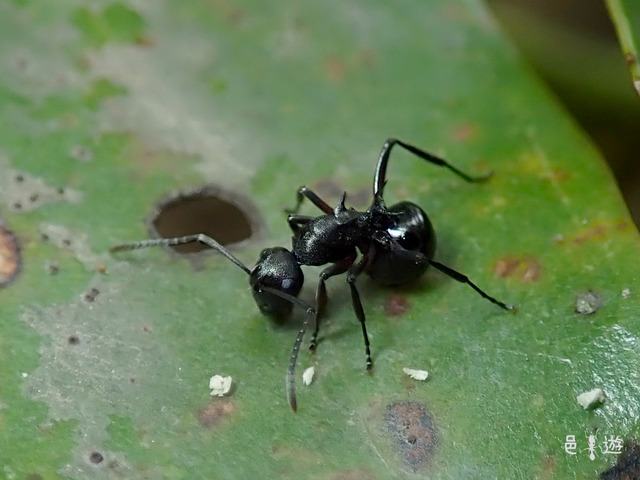 Polyrhachis moesta