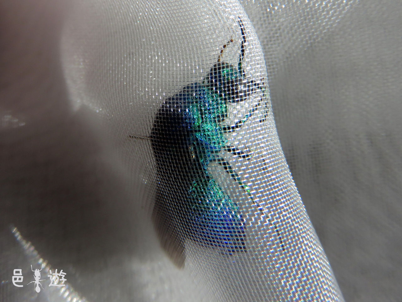 青い蜂 邑遊自適 好蟻性的俺