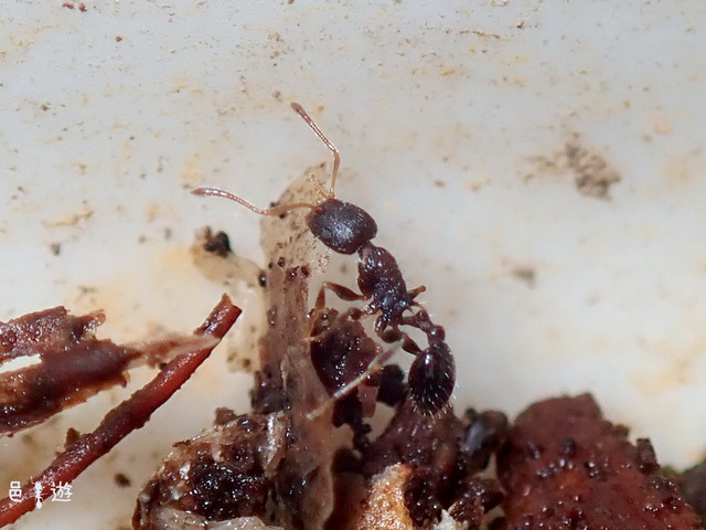 Temnothorax antera-4