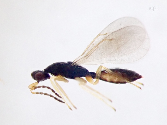 Eulophidae