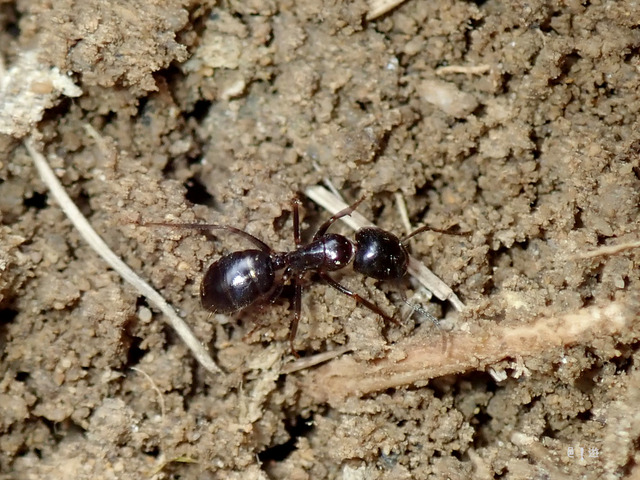 Camponotus friedae-3
