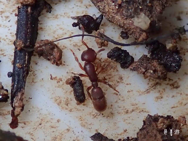 Proceratium itoi2